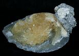 Calcite Crystal Filled Clam Fossil #6047-2